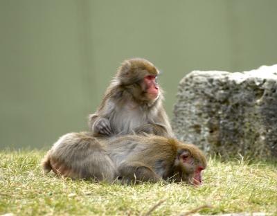 Japanese Macaque friends