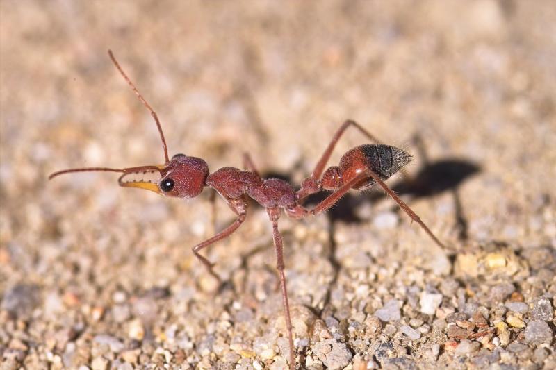 Bull ant 2