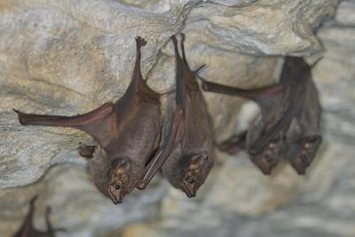 Insectivorous Bats - Cania Gorge NP