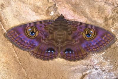 Cave Moth