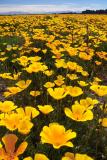 California Poppies 2