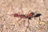 Bull ant 2