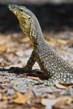 Goanna - Fraser Island