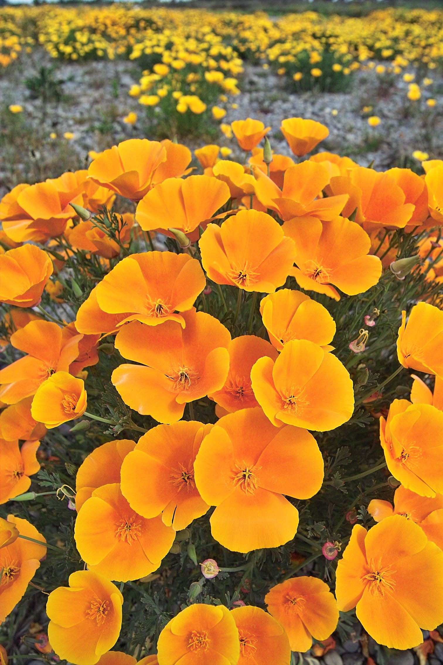 California Poppies 1