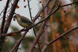 Cedar Waxwing