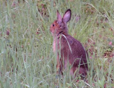 Bunny