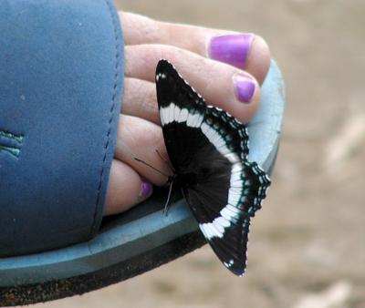 Butterfly and toes