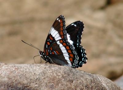 Butterfly on a rock