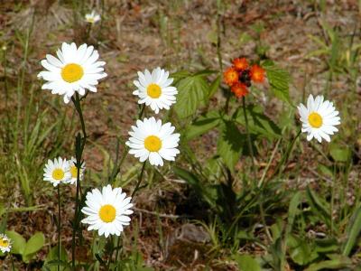 Daisies