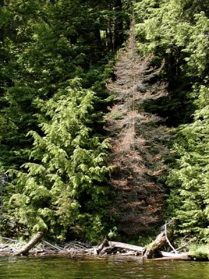 Dead cedar