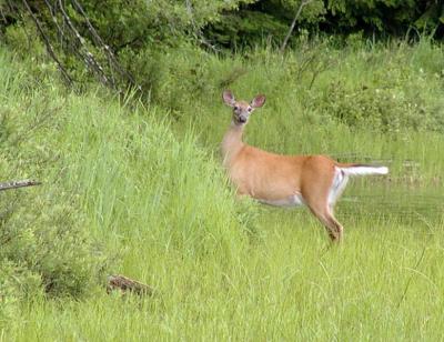 Deer