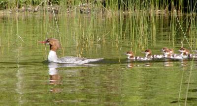 Duck family
