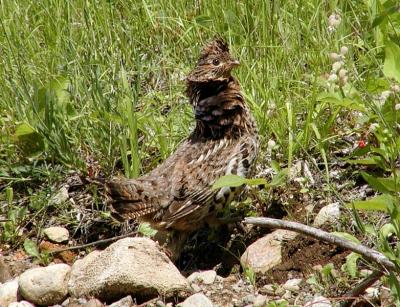 Fowl by the road