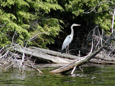 Great blue heron