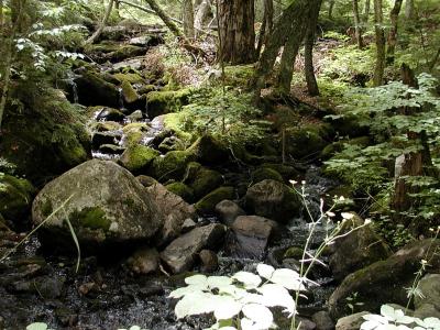 Mossy streams