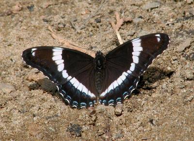 Spread butterfly