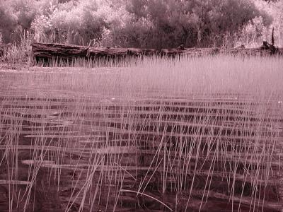 Water grass