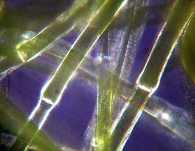 algae3234.jpg