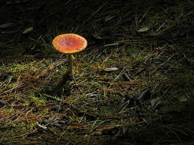 u18/philinnz/medium/43137842.DSC_6611_stool800.jpg