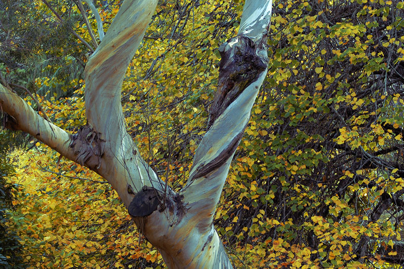 Wellington Botanic Gardens in Autumn