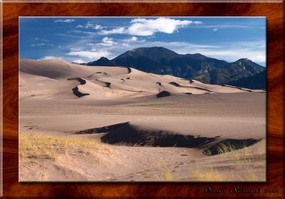 Dune Grass