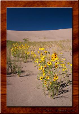 Sunflower Forest