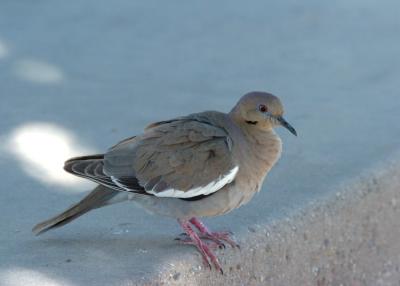 White Winged  Dove  0405-1j Papago Park, AZ