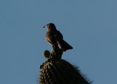 Evening Thrasher 0405-2j  Papago Park, AZ