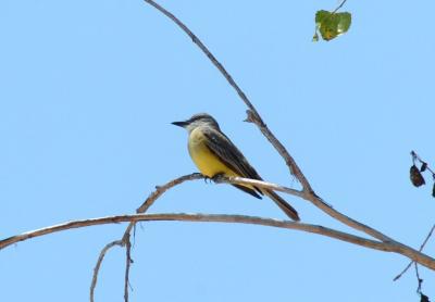 u18/photon180/medium/43047528.TropicalKingbird04053j.jpg