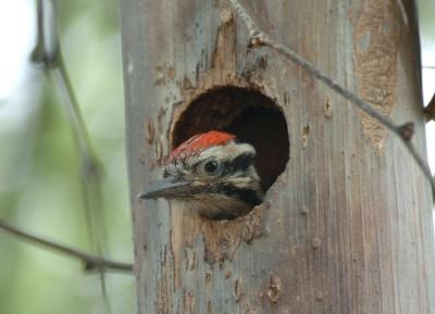 Ladder Backed Juvenile in Nest 0405-6j Papago Park, AZ