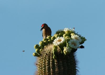 Gila Woodpecker Catching Bees  0405-1j  Papago Park, AZ