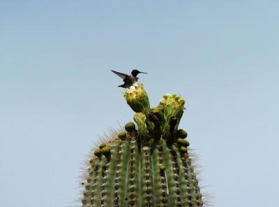 Black Chinned on Saguaro 0405-2j Papago Park, AZ
