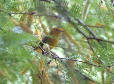 Wilsons Warbler 0405-3j  Papago Park, AZ