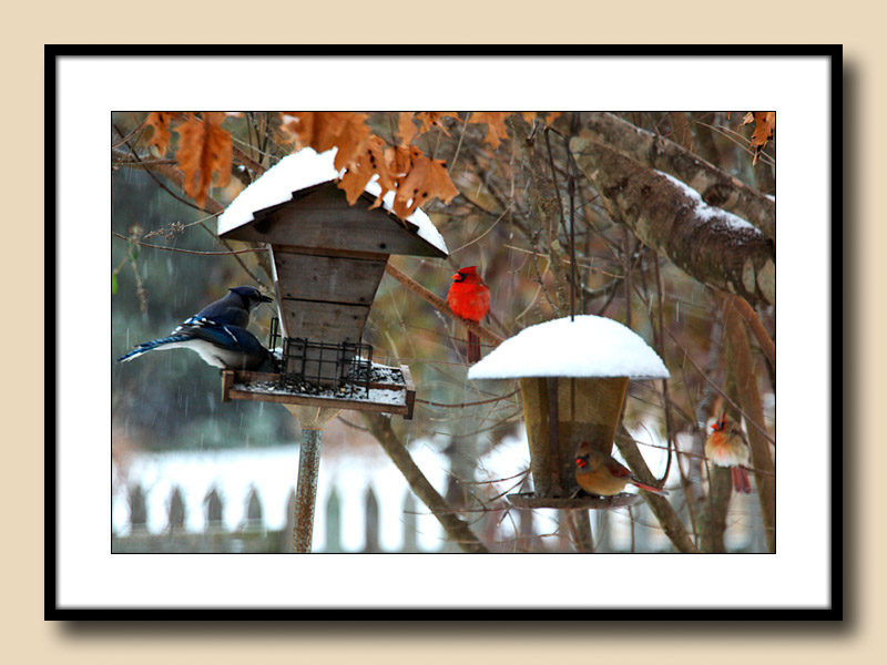 Blue Jays and Cardinals in snow