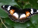 Common Eggfly or Varied Eggfly, Melbourne Zoo