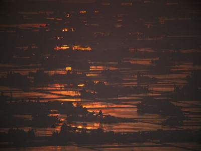 The reflected rice field