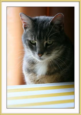 u18/pingupingu/medium/43114783.alice_660rmistigrcjaune.jpg