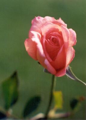 pink rose bud