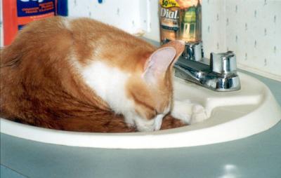 rub-a-dub-dub kitty in the sink??