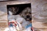 Mittens and Cracker Jax in the doghouse.