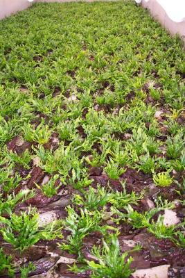 Tropica Aquarium Plants Denmark