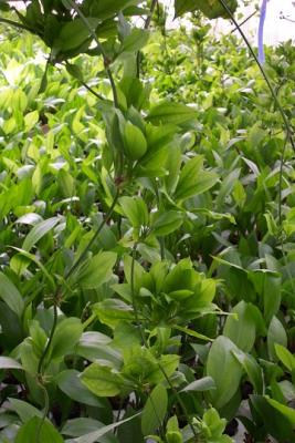 Tropica Aquarium Plants Denmark