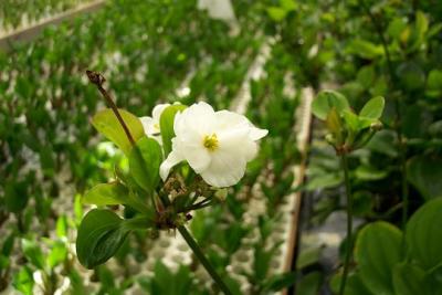 Tropica Aquarium Plant's Denmark