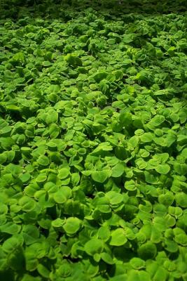 Tropica Aquarium Plants Denmark