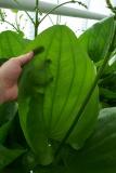 Tropica Aquarium Plants Denmark