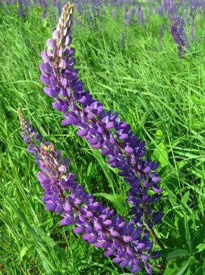 Blowing Lupine