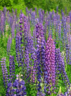 Lupines Galore