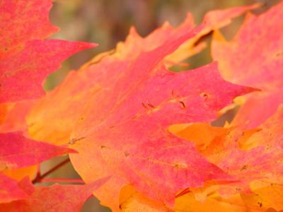 FallLeaves.jpg