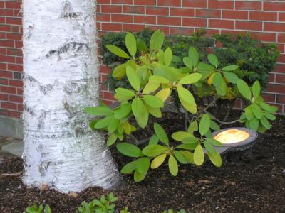 Tree&Leaves.jpg