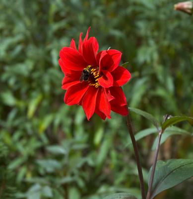 1036_redFlower.jpg